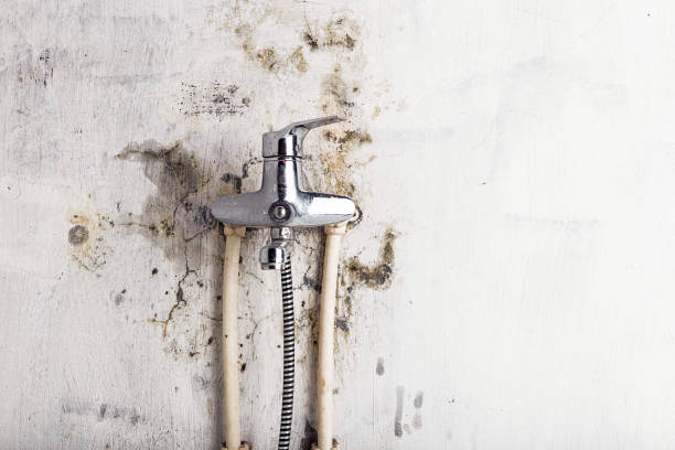 Best Same-Day Mold Removal  in Richland, WA