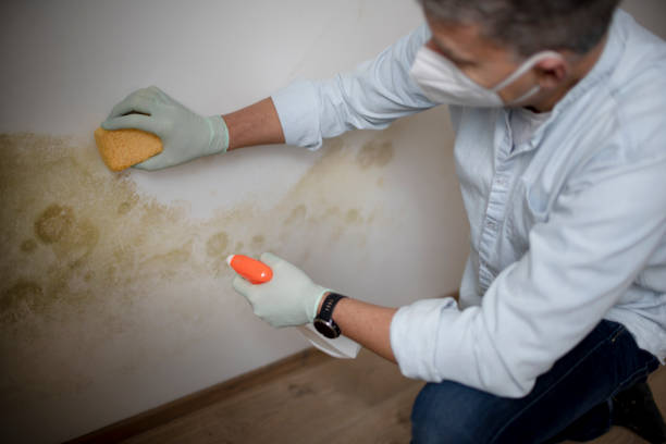 Best Attic Mold Removal  in Richland, WA