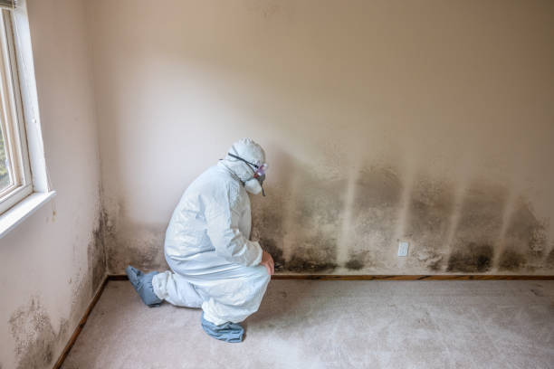 Best Toxic Mold Removal  in Richland, WA