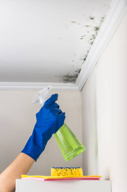 Best Mold Cleaning Services  in Richland, WA